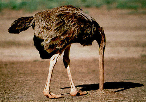 Fichier:Autruche.jpg